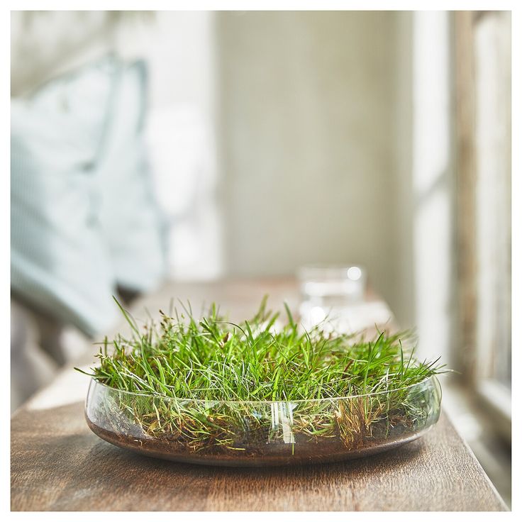 a glass bowl filled with grass sitting on top of a wooden table