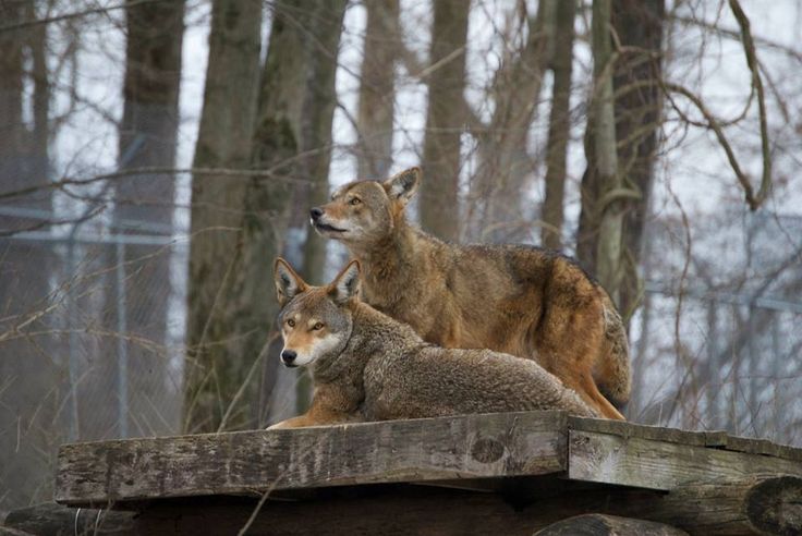 two wolfs standing on top of a wooden platform in the woods