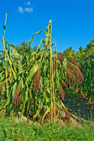 a field with lots of green plants growing on it's sides and blue sky in the background