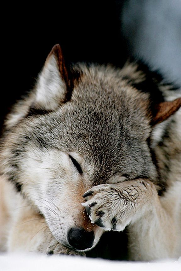 a black and white photo of a wolf sleeping with its eyes closed in front of the camera