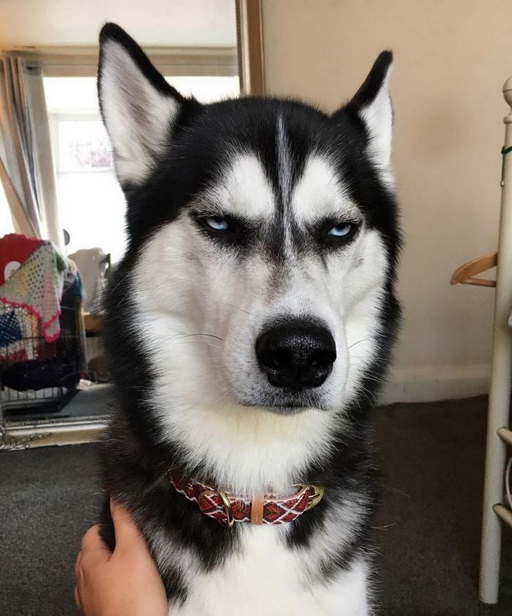 a husky dog sitting in front of a person's hand and looking at the camera