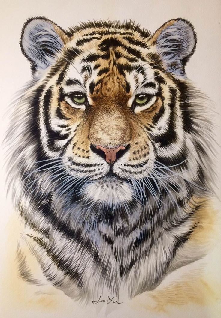 a drawing of a tiger looking at the camera