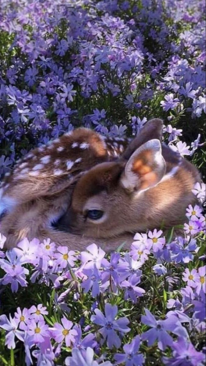 a baby deer laying in the middle of purple flowers with its head on it's back