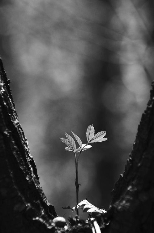 a small plant growing out of the trunk of a tree with a quote written on it