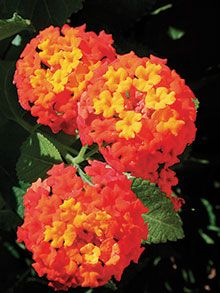 two orange and yellow flowers with green leaves