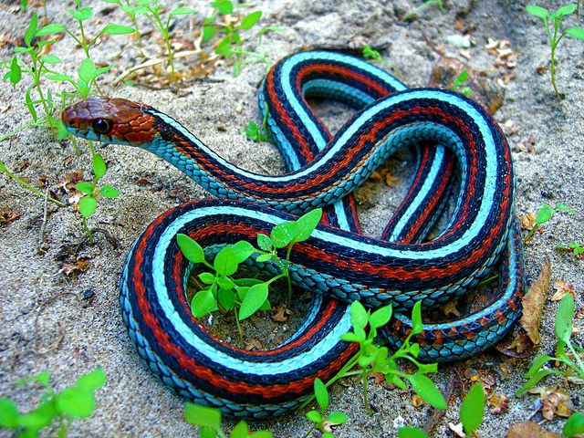 a colorful snake is laying on the ground