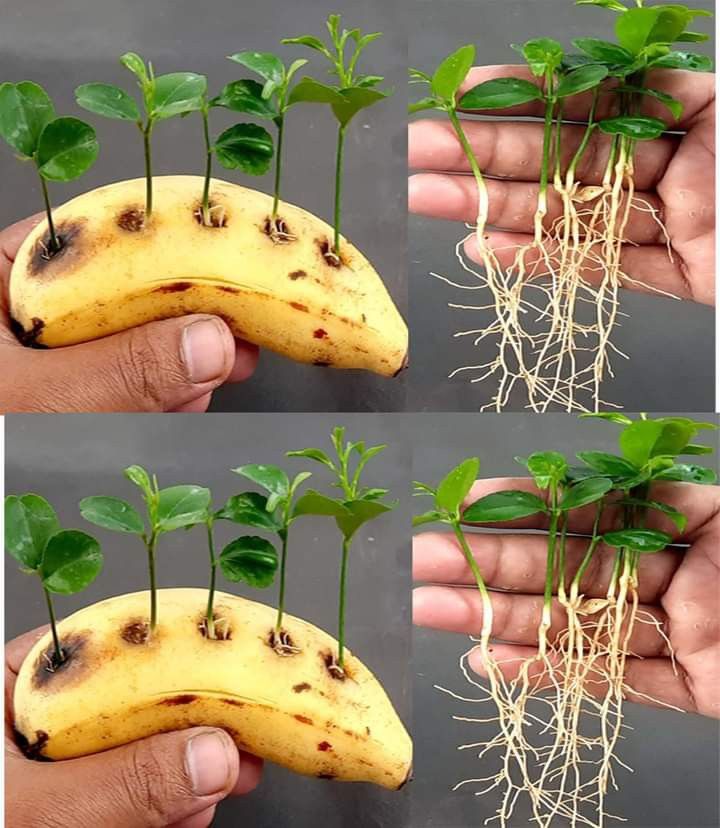 four pictures of bananas with roots and leaves growing from them, in different stages of development