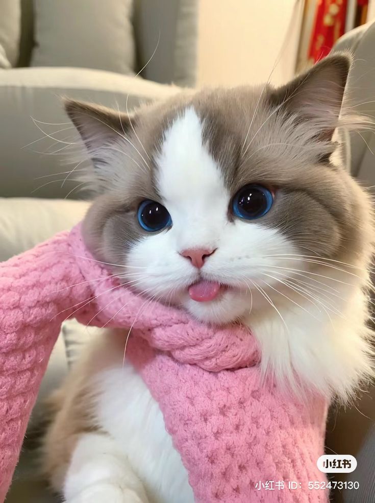 a gray and white cat wearing a pink scarf