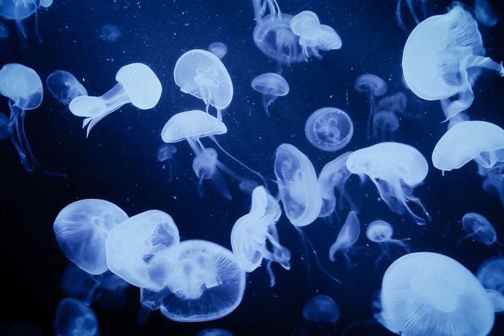 a group of jellyfish floating in the water together on a dark blue night sky