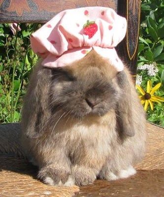 a rabbit wearing a pink hat sitting on top of a wooden bench