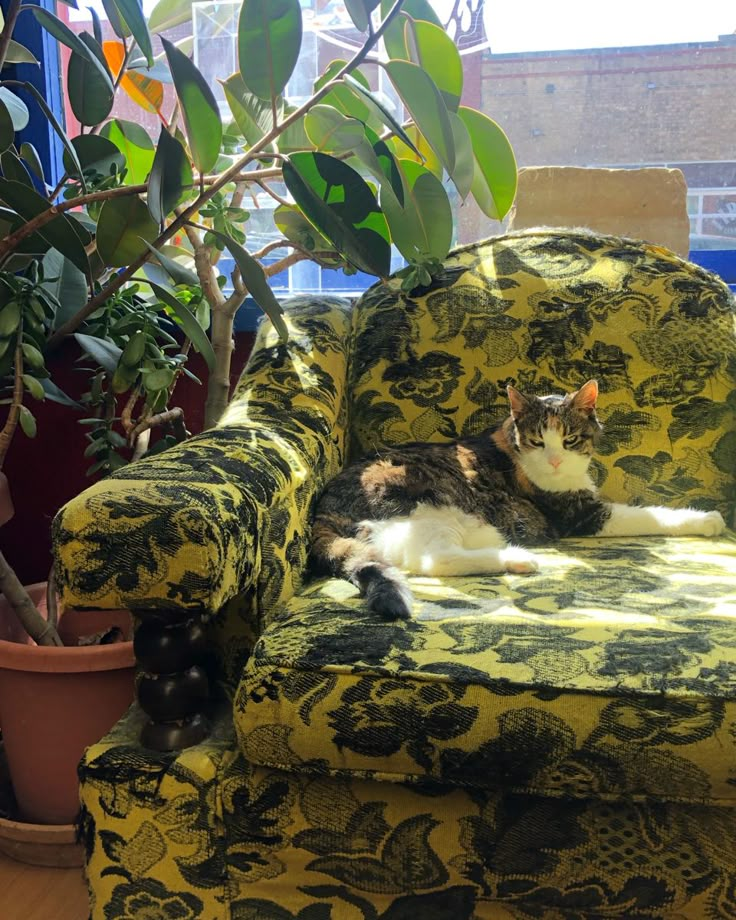 a cat laying on top of a green chair next to a potted plant