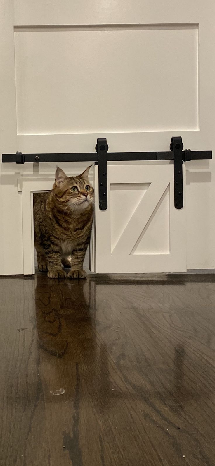 a cat sitting on the floor in front of a barn door looking up at something