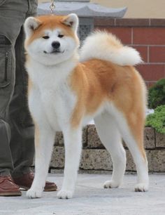 a brown and white dog standing next to a person