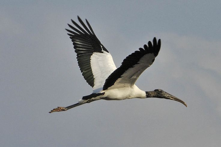 a large white and black bird flying in the sky