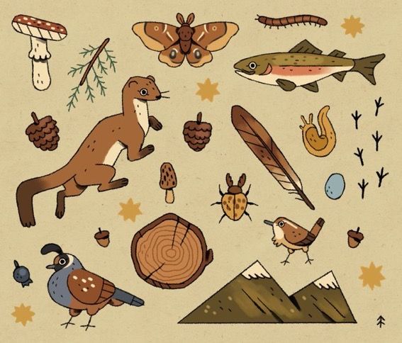 an illustration of various animals and birds in the woods with leaves, mushrooms, acorns, etc