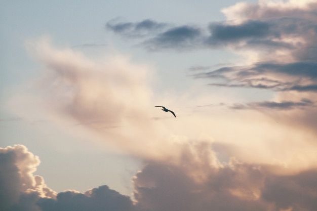 the bird is flying high in the sky with some clouds behind it at sunset or dawn