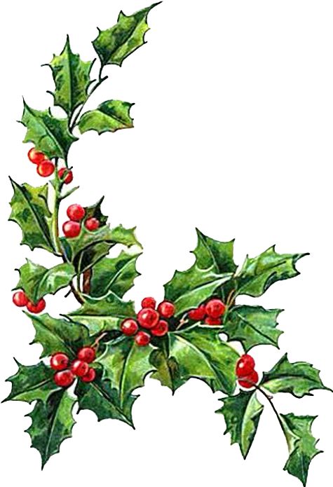 a christmas holly branch with red berries and green leaves