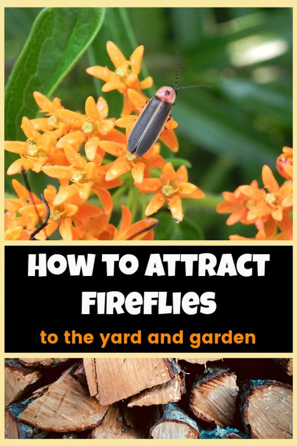 an orange flower with the words how to attract fireflies to the yard and garden