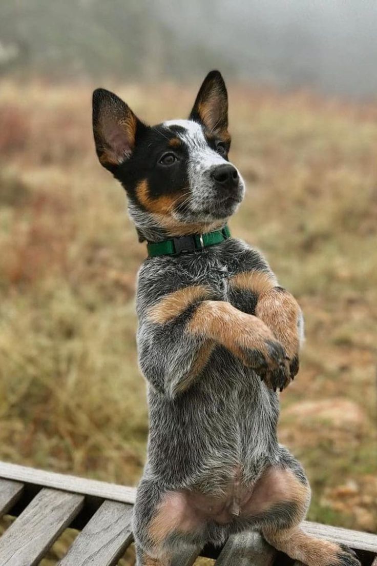 a small dog sitting on top of a wooden bench