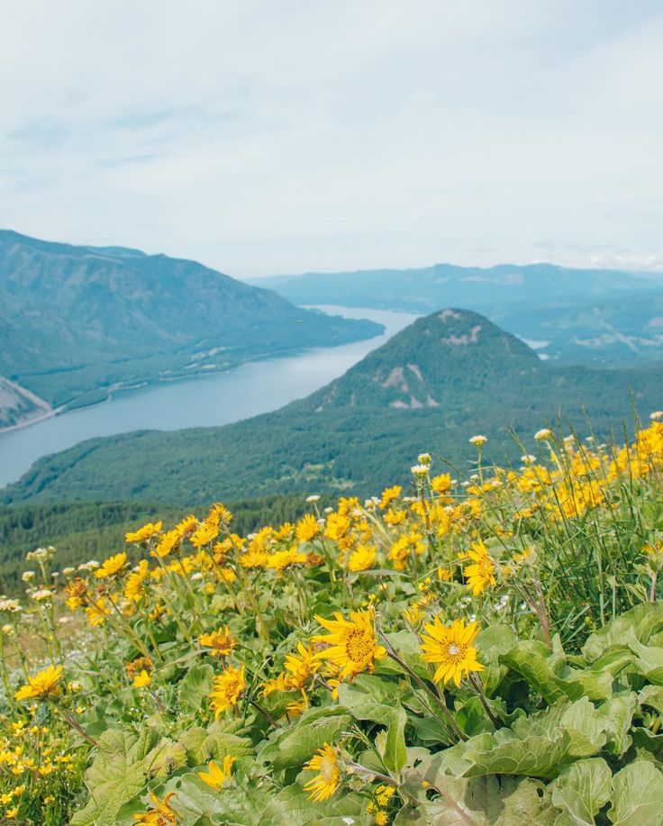 the sunflowers are blooming on the mountain side