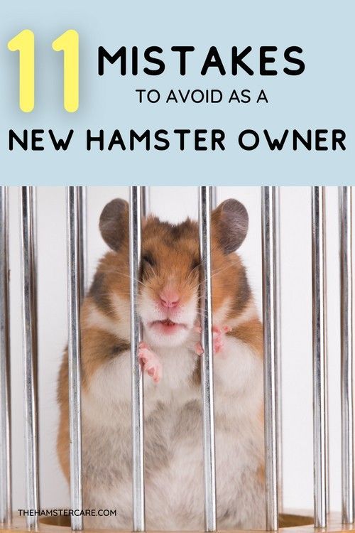 a hamster in a cage with the caption 11 things to avoid when you're on a new hamster owner