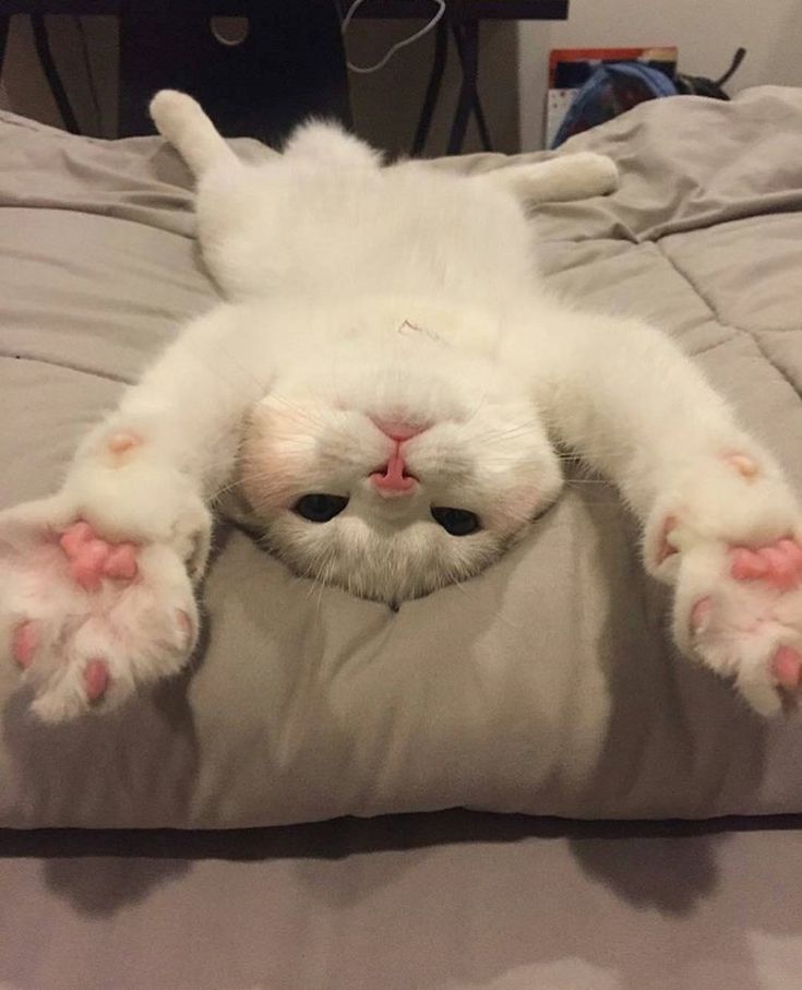 a white cat laying on its back with it's paws out and eyes wide open