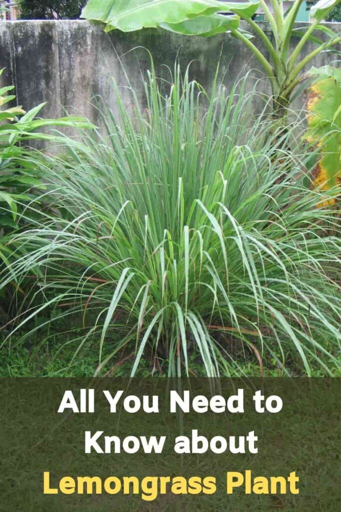 the words, all you need to know about lemongrass plant in front of a garden