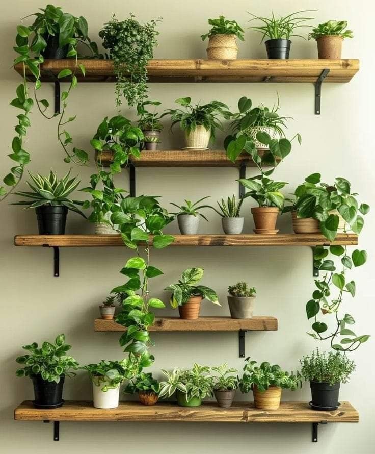 several potted plants are arranged on wooden shelves