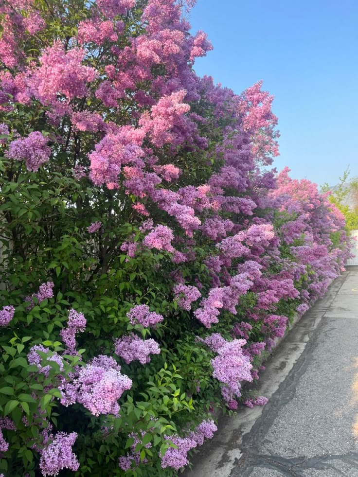 purple flowers line the side of a road