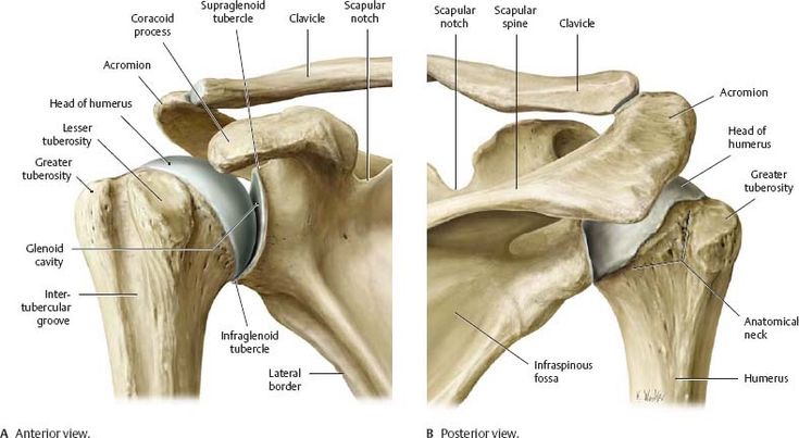 Thoracic Cage, Loose Connective Tissue, Shoulder Anatomy, Shoulder Muscle, Arm Anatomy, Human Muscle Anatomy, Rotator Cuff Tear, Anatomy Bones, Gross Anatomy