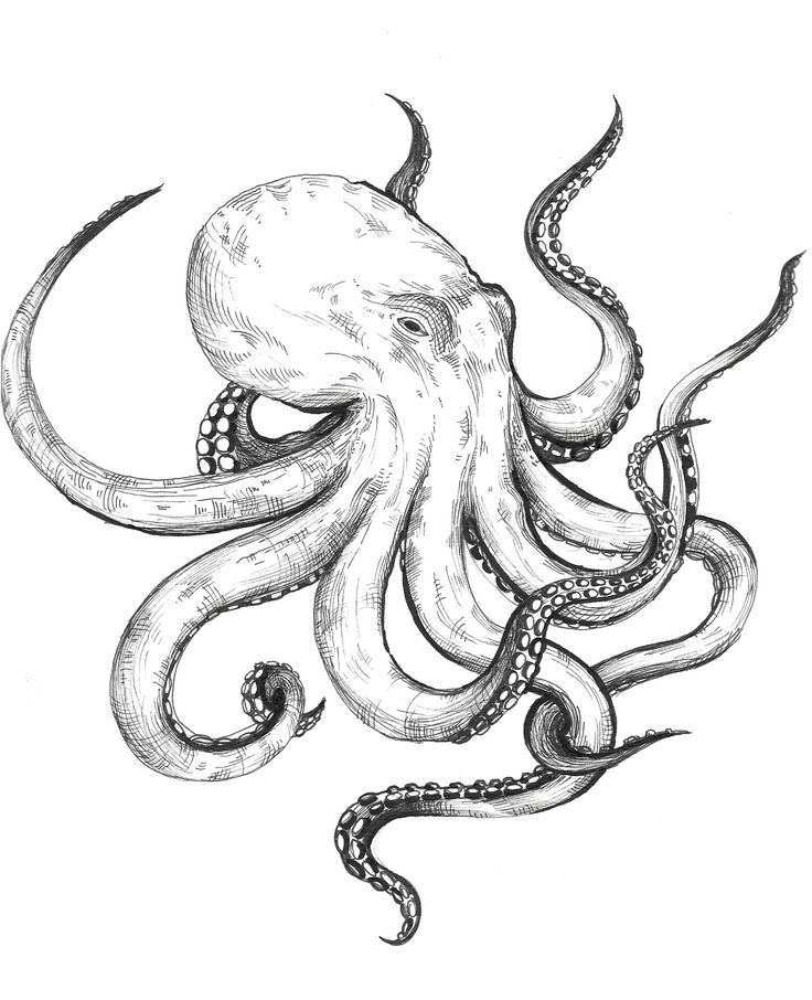 an octopus is drawn in black and white with the tentacles curled up to it's head