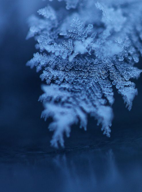 snow flakes are seen on the surface of water in this close - up photo