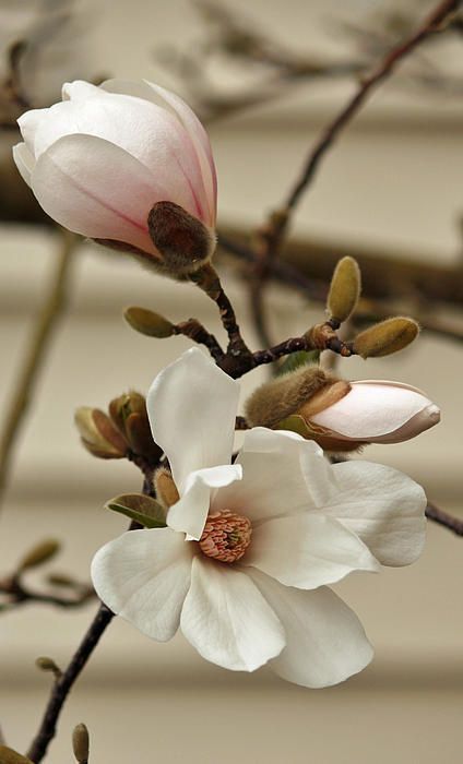 two white flowers are blooming on a twig in front of a beige building