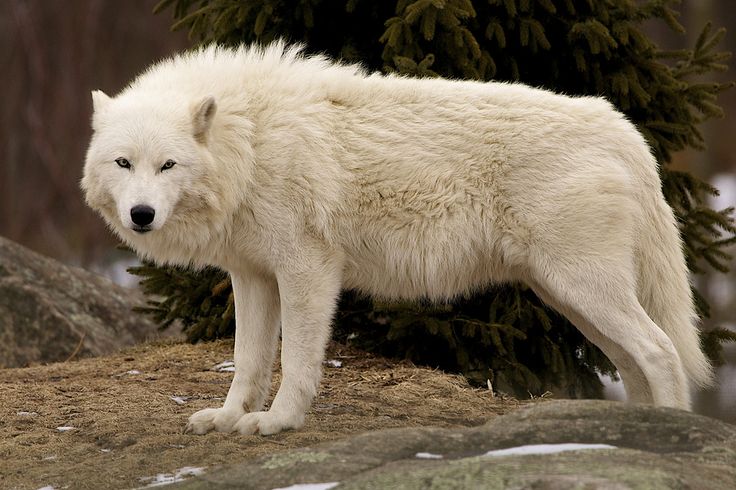 a white wolf standing on top of a rock