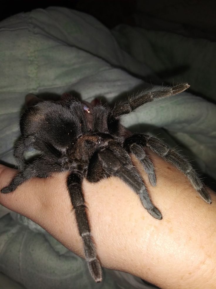 a close up of a person's hand with a large spider crawling on it