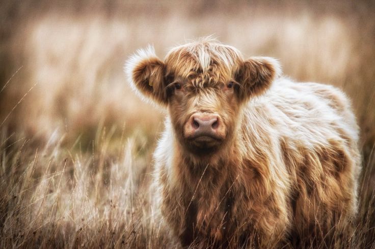 a brown cow standing on top of a dry grass covered field next to tall grass