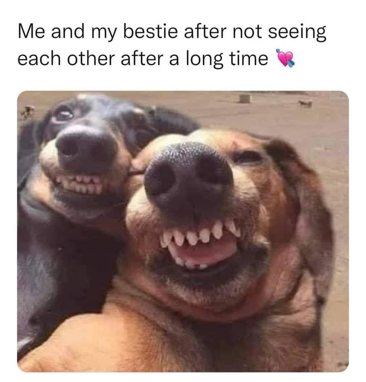 two dogs laying next to each other with the caption me and my bestie after not seeing each other after a long time