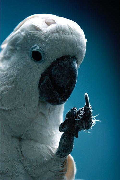 a white parrot with blue eyes and an angry look on it's face that says, to all animal abusers this is for you