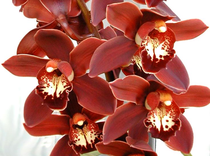 red orchids are in a glass vase with water