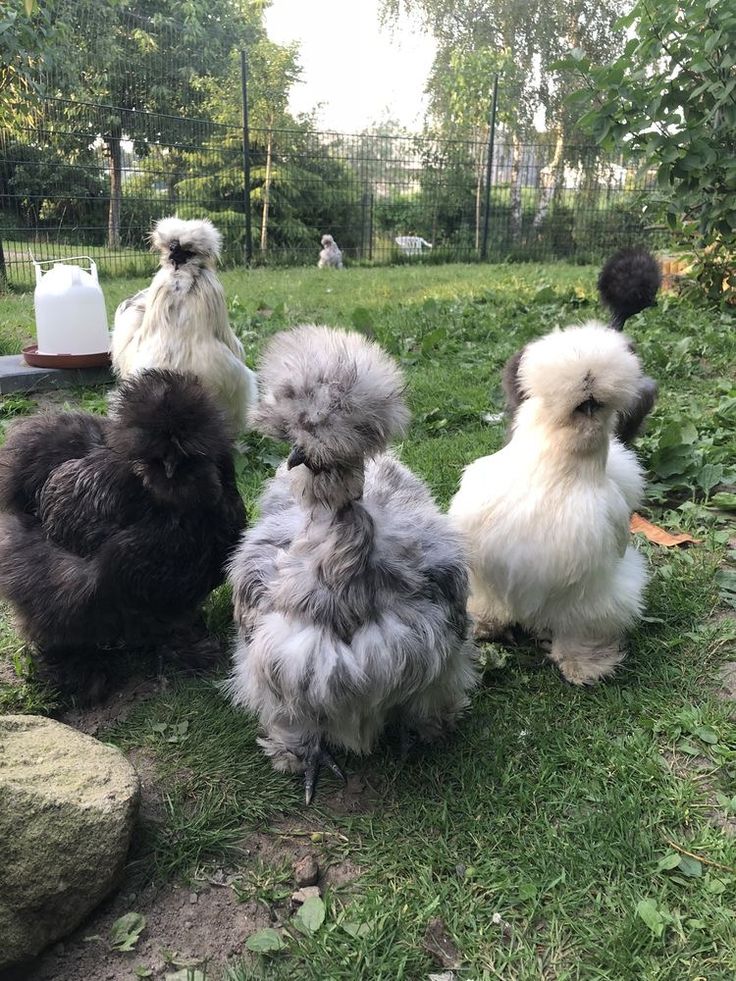 four chickens are sitting in the grass together