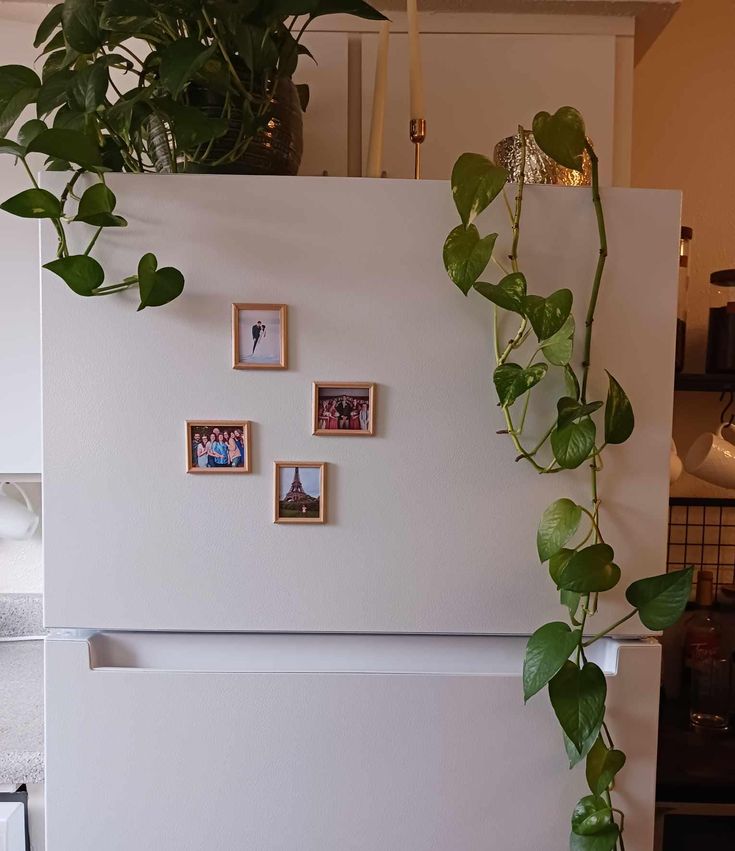 a white refrigerator with pictures on the side and a plant growing out of it's door