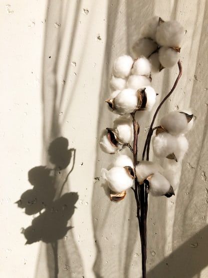 a cotton plant casts a shadow on the wall