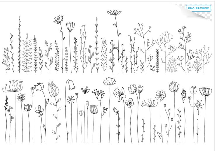 an image of flowers and plants drawn by hand