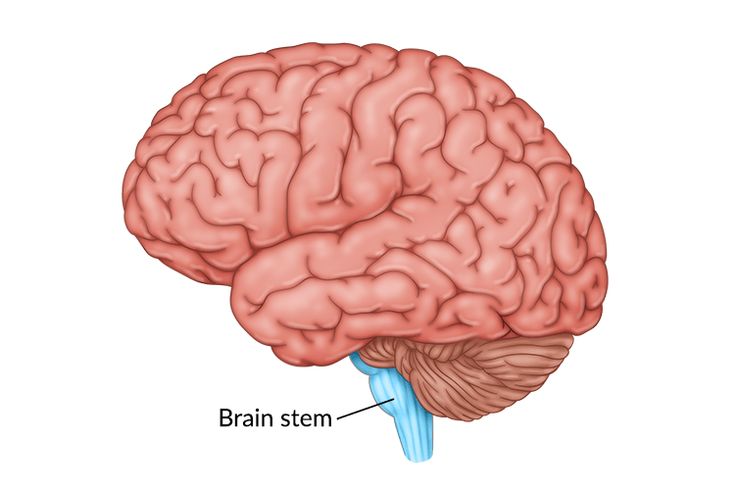 Structure Of Brain, Ventricles Of The Brain, Strokes Brain, Locked In Syndrome, Brain Neuroscience, Swallowing Problems, Brain Ventricles Anatomy, Basal Ganglia, Types Of Strokes