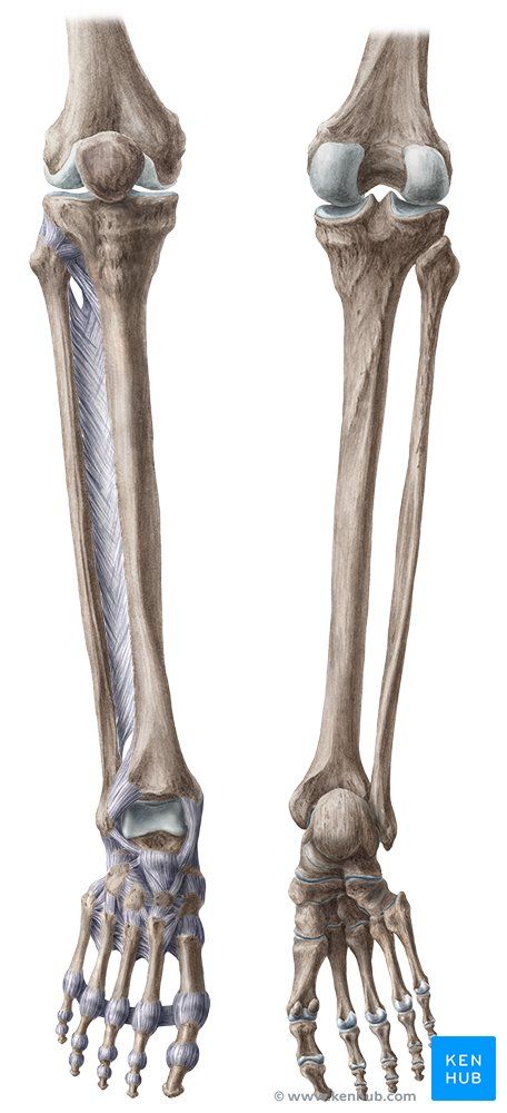 an image of the lower limb bones