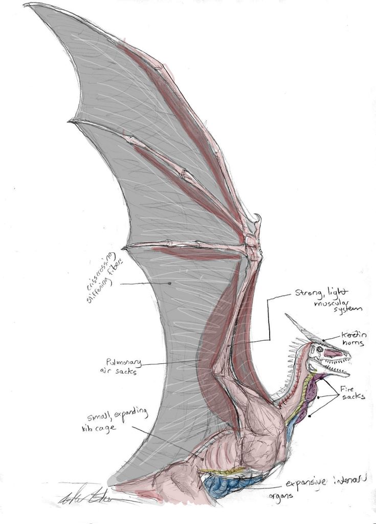 a drawing of a dragon with its wings spread out and the body parts labeled in red