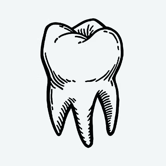 a black and white drawing of a tooth