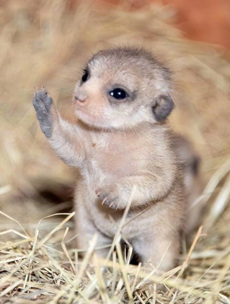 a small animal standing on its hind legs in the hay and looking at the camera