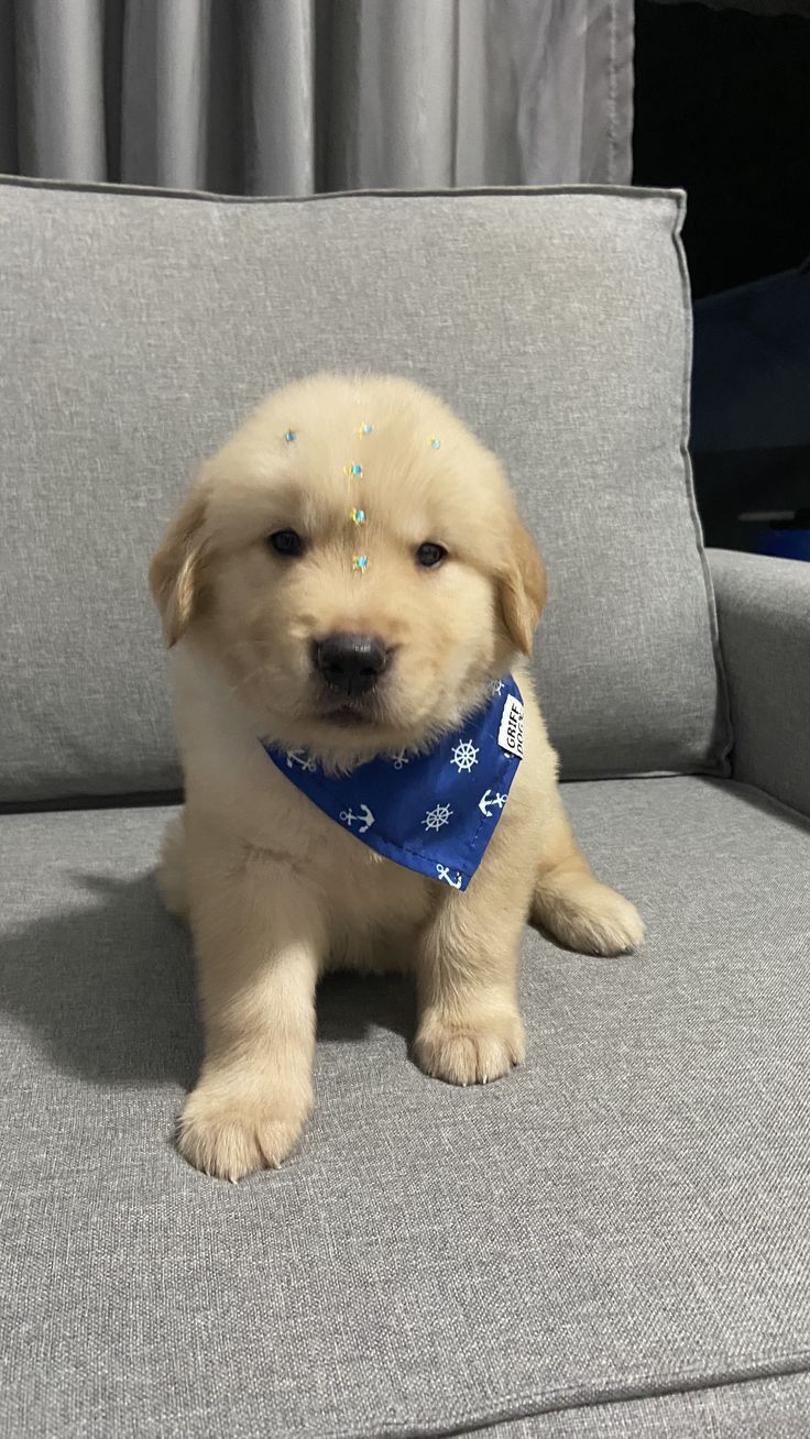 a puppy sitting on a couch wearing a blue bandana