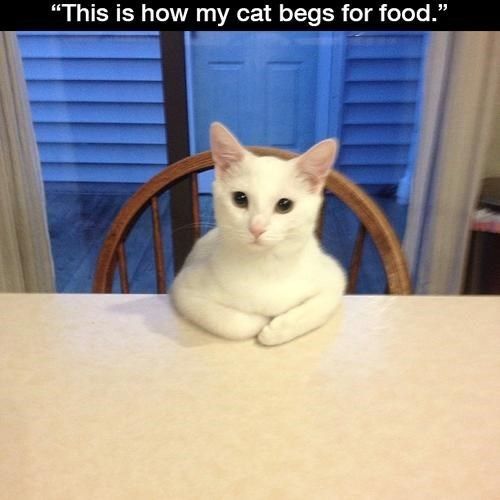 a white cat sitting on top of a wooden chair next to a table with blue shutters